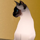 siamese